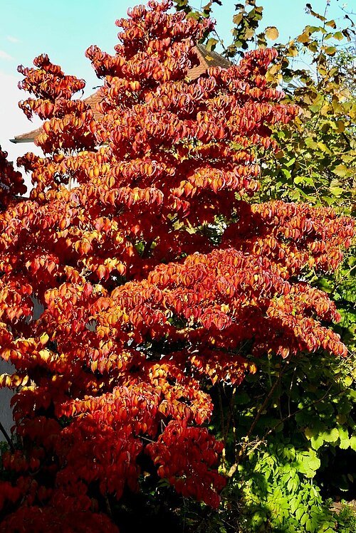 Bäume und Grün im herbstlichen Landshut