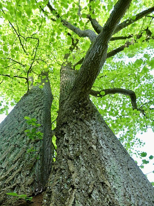 Baumraritäten im herbstlichen Hofgarten